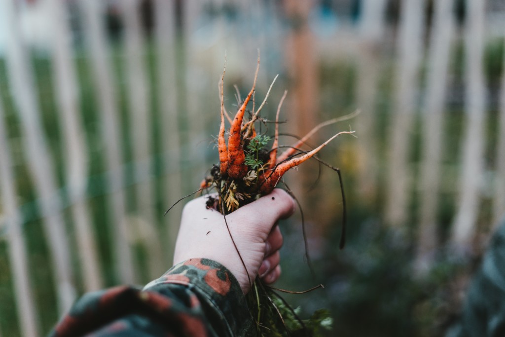 school garden